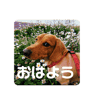 成毛家のビクターくん（個別スタンプ：13）