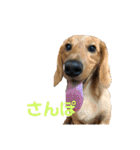 成毛家のビクターくん（個別スタンプ：14）