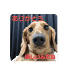 成毛家のビクターくん（個別スタンプ：15）