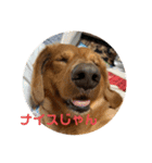 成毛家のビクターくん（個別スタンプ：16）