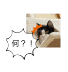 ハチワレねおくん3（個別スタンプ：2）