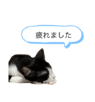 ハチワレねおくん3（個別スタンプ：11）