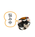 ハチワレねおくん3（個別スタンプ：16）