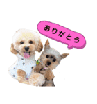 トイプーのラテ＆ヨーキーのココ（個別スタンプ：1）