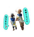 トイプーのラテ＆ヨーキーのココ（個別スタンプ：3）
