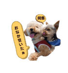 トイプーのラテ＆ヨーキーのココ（個別スタンプ：4）
