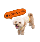 トイプーのラテ＆ヨーキーのココ（個別スタンプ：5）