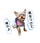 トイプーのラテ＆ヨーキーのココ（個別スタンプ：7）