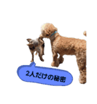 トイプーのラテ＆ヨーキーのココ（個別スタンプ：9）
