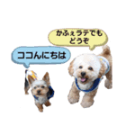 トイプーのラテ＆ヨーキーのココ（個別スタンプ：10）