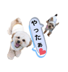 トイプーのラテ＆ヨーキーのココ（個別スタンプ：12）