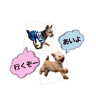 トイプーのラテ＆ヨーキーのココ（個別スタンプ：13）