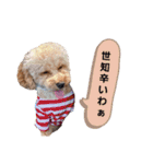 トイプーのラテ＆ヨーキーのココ（個別スタンプ：14）