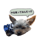 トイプーのラテ＆ヨーキーのココ（個別スタンプ：15）