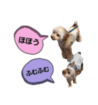 トイプーのラテ＆ヨーキーのココ（個別スタンプ：16）