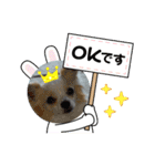 犬のかわいい自然な日常スタンプ2（個別スタンプ：3）