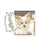 犬のかわいい自然な日常スタンプ2（個別スタンプ：5）
