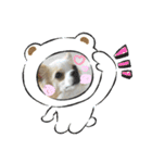 犬のかわいい自然な日常スタンプ2（個別スタンプ：10）