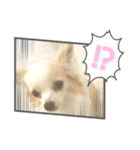 犬のかわいい自然な日常スタンプ2（個別スタンプ：11）