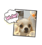 犬のかわいい自然な日常スタンプ2（個別スタンプ：13）