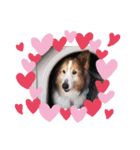 愛犬チェリーちゃんとの日々（個別スタンプ：2）