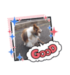 愛犬チェリーちゃんとの日々（個別スタンプ：6）