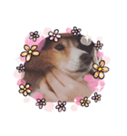 愛犬チェリーちゃんとの日々（個別スタンプ：8）
