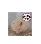 わらびくんのハムハムスタンプ（個別スタンプ：8）