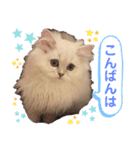 ななちゃんペルシャ（個別スタンプ：2）