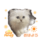 ななちゃんペルシャ（個別スタンプ：3）