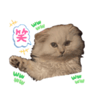 ななちゃんペルシャ（個別スタンプ：7）