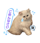 ななちゃんペルシャ（個別スタンプ：8）