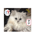 ななちゃんペルシャ（個別スタンプ：10）