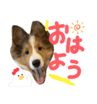 すてきち いち（個別スタンプ：1）