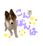 すてきち いち（個別スタンプ：3）