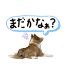 すてきち いち（個別スタンプ：7）