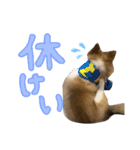 すてきち いち（個別スタンプ：21）
