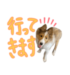 すてきち いち（個別スタンプ：22）