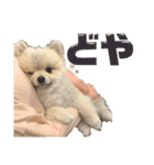 ポメラニアンのしゅうくん。（個別スタンプ：1）