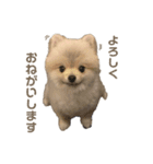 ポメラニアンのしゅうくん。（個別スタンプ：3）