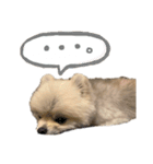 ポメラニアンのしゅうくん。（個別スタンプ：5）