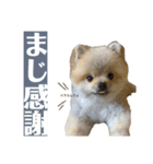 ポメラニアンのしゅうくん。（個別スタンプ：8）