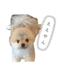 ポメラニアンのしゅうくん。（個別スタンプ：10）