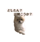 ポメラニアンのしゅうくん。（個別スタンプ：11）