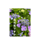 梅雨時期の紫陽花スタンプ（個別スタンプ：1）