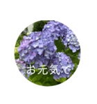 梅雨時期の紫陽花スタンプ（個別スタンプ：2）