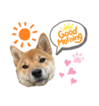 柴犬コロンちゃんの日常スタンプ（個別スタンプ：1）