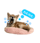 柴犬コロンちゃんの日常スタンプ（個別スタンプ：4）