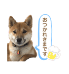柴犬コロンちゃんの日常スタンプ（個別スタンプ：5）
