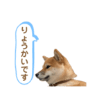 柴犬コロンちゃんの日常スタンプ（個別スタンプ：6）